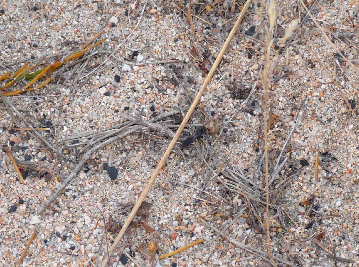 Pompilide con Larinioides sp.